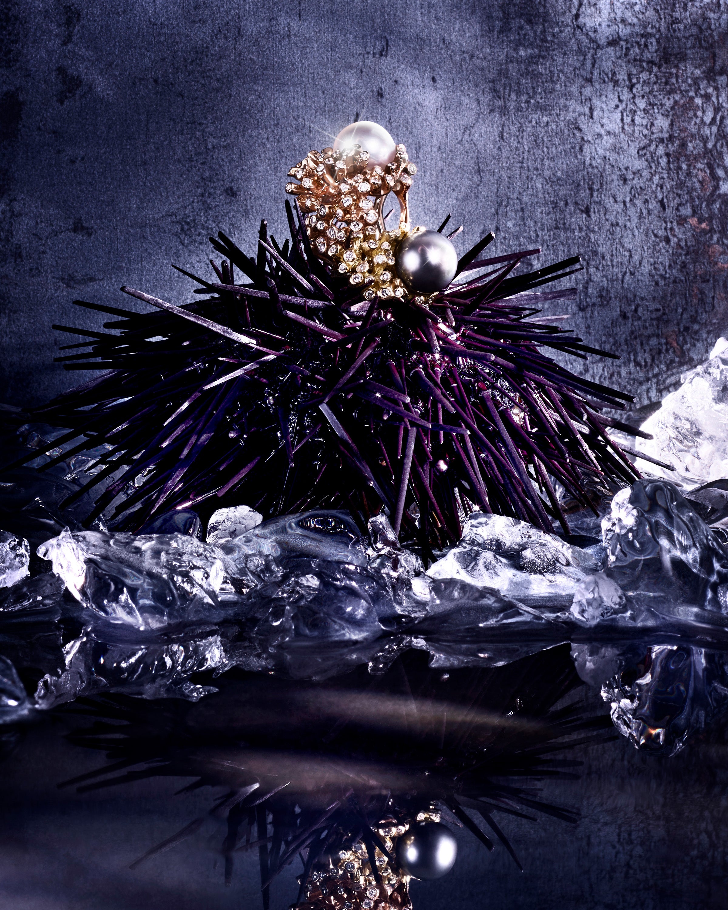 Sea Anemone & Celestial Shore